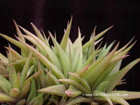 Haworthia ubomboensis