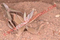 Kalanchoe beauverdii