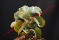 Kalanchoe beharensis 'Brown Dwarf'