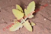 Kalanchoe beharensis 'Oak Leaf'