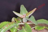 Kalanchoe daigremontiana