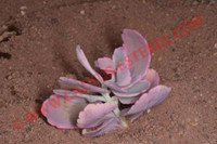 Kalanchoe fetdschenkoi 'Variegata'