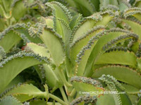 Kalanchoe laetevirens