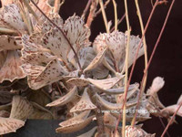 Kalanchoe rhombopilosa