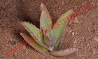 Kalanchoe rosei