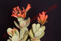 Kalanchoe farinacea