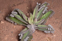 Kalanchoe X 'Houghtonii'