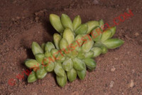 Pachyphytum compactum 'Cristata'