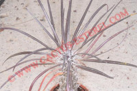 Pachypodium geayi