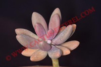 Pachyveria 'Captain Jessop'