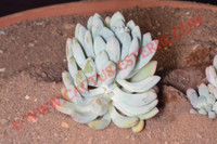 Pachyveria 'Clavifolia'
