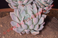 Pachyveria 'Scheideckeri'