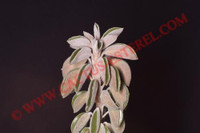 Peperomia asperula