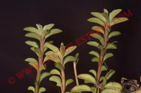Peperomia rauhii