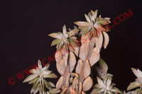 Peperomia wolfgang krahnii
