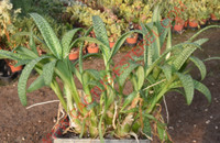 Scilla pauciflora