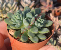 Sedeveria 'Blue Elf'