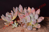 Sedeveria 'Blue Mist'