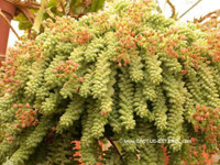 Sedum burrito
