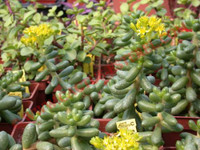 Sedum hernandezii