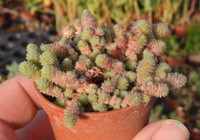 Sedum humifusum