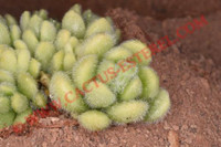Sedum mocinianum