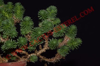 Sedum multiceps