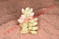 Sedum rubrotinctum 'Aurora'