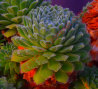 Sempervivum 'Green Ice'