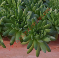 Sempervivum arachnoideum 'Alpha'