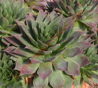 Sempervivum cahilasicum