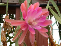 Epiphyllum 'Erforter'