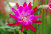 Epiphyllum 'Follow yout Heart'