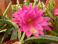 Epiphyllum 'France'