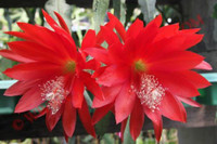 Epiphyllum 'Koralle'
