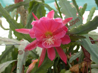 Epiphyllum 'Orchidée Celeste'