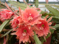 Epiphyllum 'Sunland'