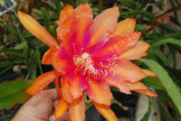 Epiphyllum 'The Chief'