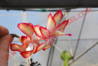 Schlumbergera 'Samba Brazil'
