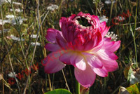 Nelumbo 'Dian Jiang Chun'