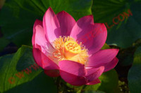 Nelumbo 'Gui Li'
