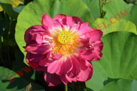 Nelumbo 'Impression of West Lake'