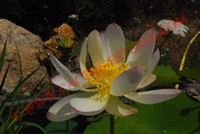 Nelumbo 'Jin Fen Shi Jia 3'