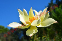 Nelumbo 'Jin Si Hou'