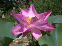 Nelumbo 'Maggie Belle Slocum'