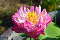 Nelumbo 'Mangkala Pathum'