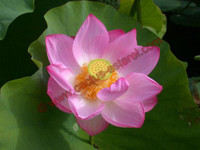 Nelumbo 'Osiris' Nelumbo 'Osiris'