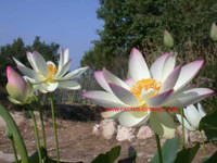 Nelumbo 'Pink and Yellow'