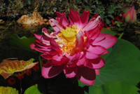Nelumbo 'The Rock'