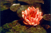 Nymphaea 'Berit Strawn'